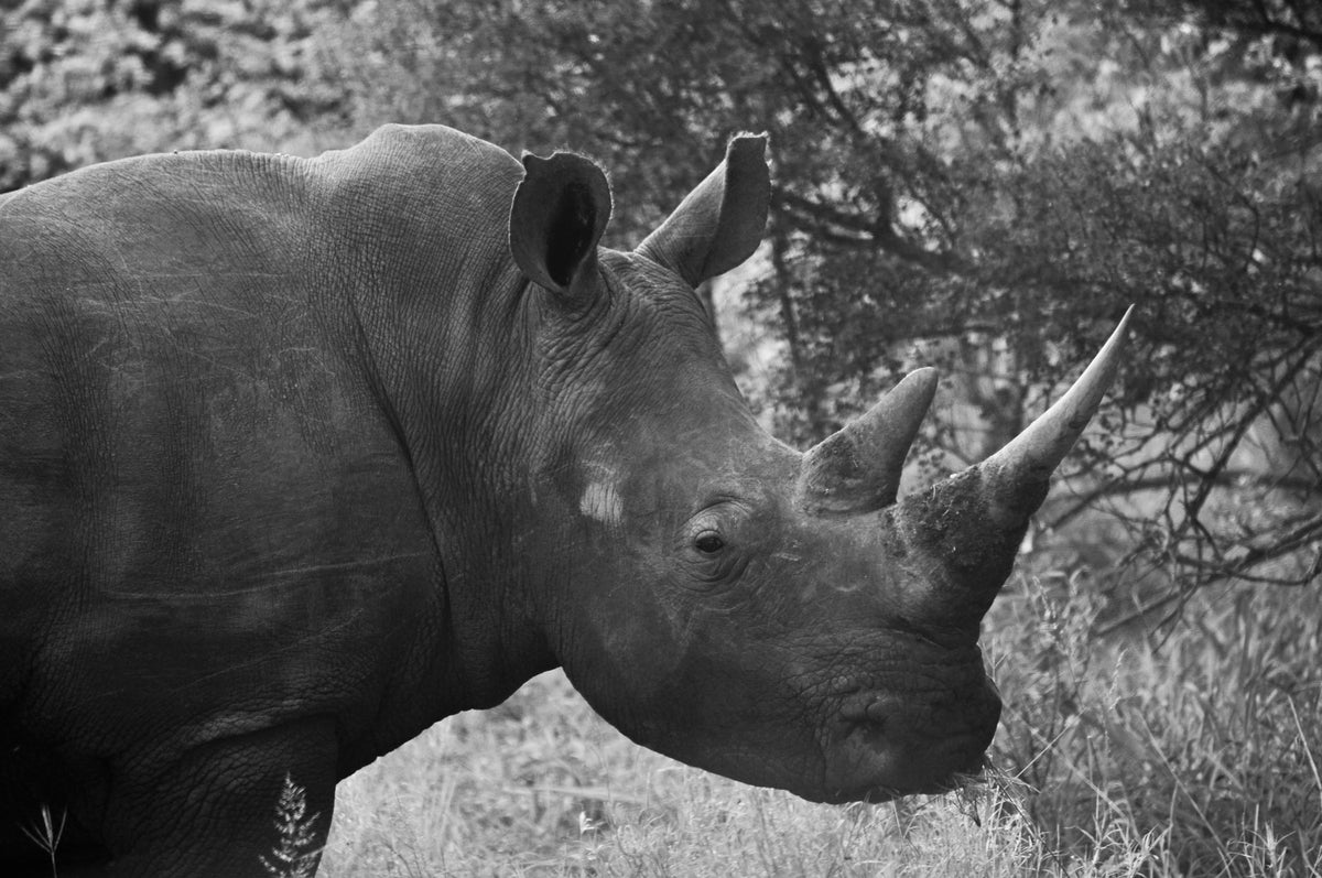 Close portrait of a rhinoceros in its habitat