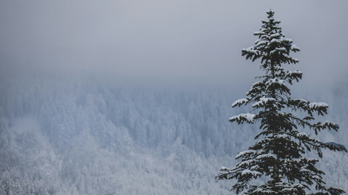 Snow-covered conifers in a misty alpine forest