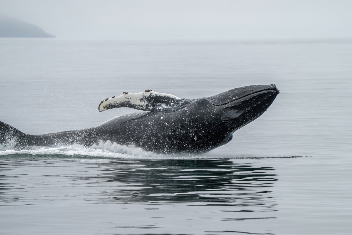 A humpback whale breaching from a grey sea
